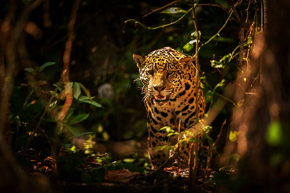Salvemos a la fauna: ¡Únete a la protección de especies en peligro!